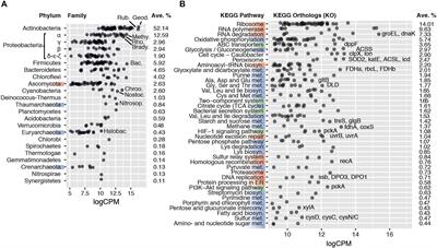 Nutrient Acquisition, Rather Than Stress Response Over Diel Cycles, Drives Microbial Transcription in a Hyper-Arid Namib Desert Soil